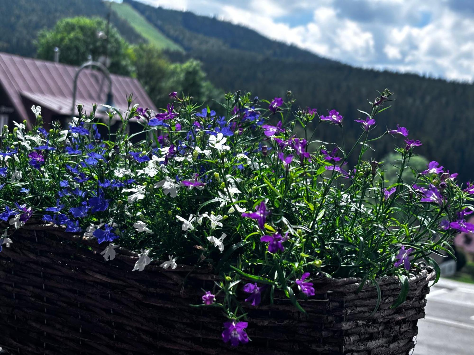 Penzion Verde Rosa Harrachov Zewnętrze zdjęcie